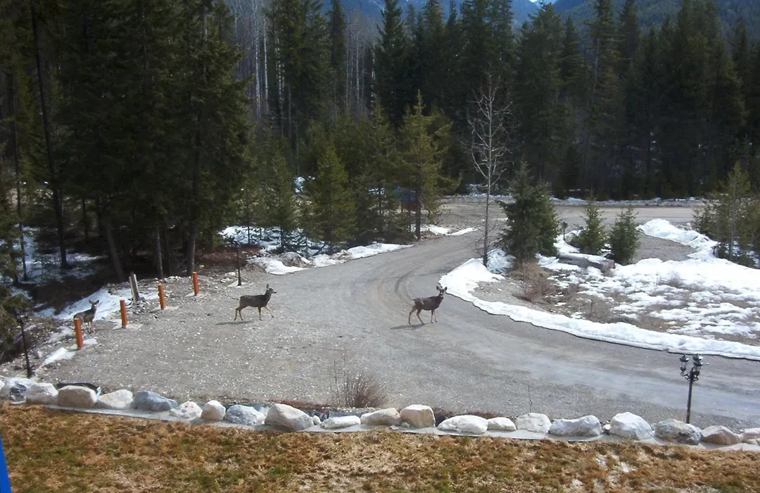 Glenogle Mountain Lodge-1
