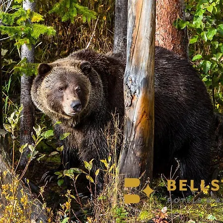 Palliser Lodge — Bellstar Hotels & Resorts-3